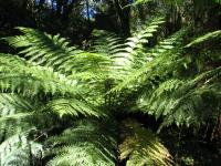 Albums/20060200-New Zealand 2006/20060209-Haast-Wanaka/8